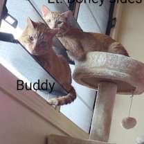 Thumbnail photo of Buddy #3