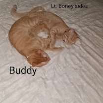 Thumbnail photo of Buddy #4