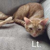 Thumbnail photo of Lt. Boney Sides #4