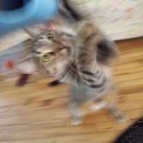 Thumbnail photo of Roxy #3