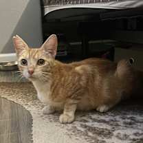 Thumbnail photo of Tails #1