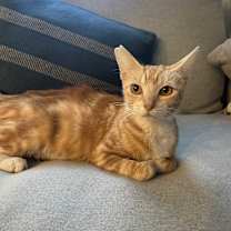 Thumbnail photo of Tails #2