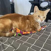 Thumbnail photo of Tails #3