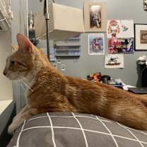 Thumbnail photo of Tails #4