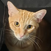 Thumbnail photo of Ellis #1