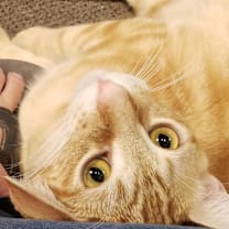 Thumbnail photo of Ellis #4