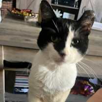 Thumbnail photo of Loki #1