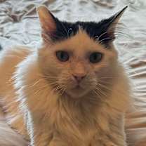 Thumbnail photo of Toby #1
