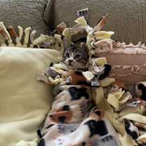 Thumbnail photo of cass #2