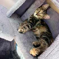 Thumbnail photo of Sissy #3