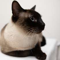Thumbnail photo of Ash #2