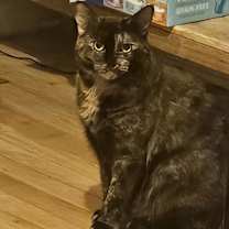 Thumbnail photo of Leia #2