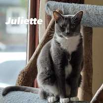 Thumbnail photo of Juliette #1