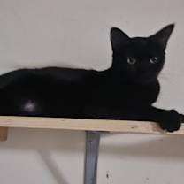 Thumbnail photo of Darla #2