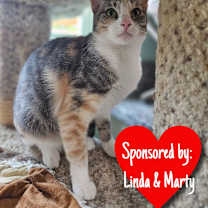 Thumbnail photo of Jelly Bean #1