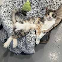 Thumbnail photo of Jelly Bean #3