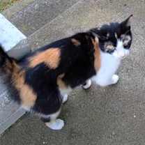 Thumbnail photo of Callie #2