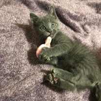 Thumbnail photo of Ruby #2