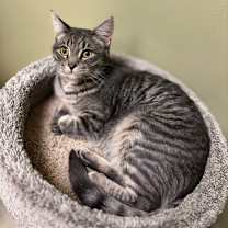 Thumbnail photo of Scanlan #1