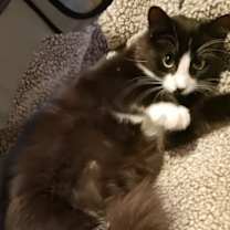 Thumbnail photo of Sienna #4