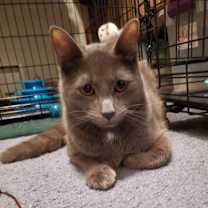 Thumbnail photo of Flint #1