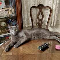 Thumbnail photo of Pewter #1