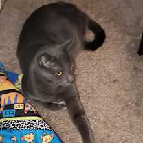 Thumbnail photo of Pewter #2
