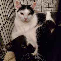 Thumbnail photo of Misty #2