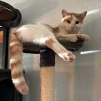 Thumbnail photo of Maniko #2