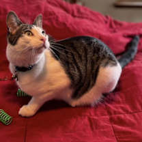 Thumbnail photo of Kelly Cat #1