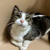 Thumbnail photo of SAMMIE (Baby Girl) #2