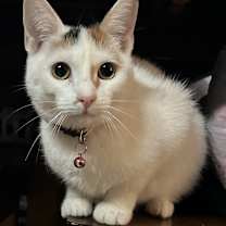 Thumbnail photo of Shasta #2