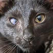 Thumbnail photo of Noof #1