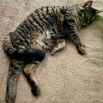 Thumbnail photo of Kaos Litter: PROMETHEUS #2