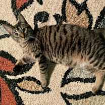Thumbnail photo of Kaos Litter: PROMETHEUS #3