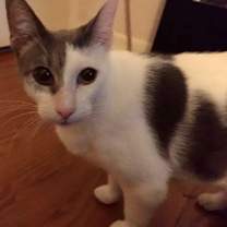 Thumbnail photo of Chance the cat #2