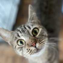 Thumbnail photo of Olive #1