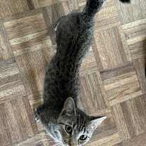 Thumbnail photo of Olive #2