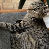 Thumbnail photo of Olive #3