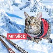 Thumbnail photo of Mr Slick Martinez #2