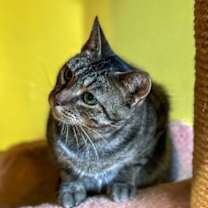 Thumbnail photo of Polly #2