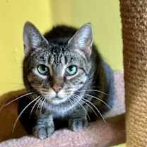 Thumbnail photo of Polly #3