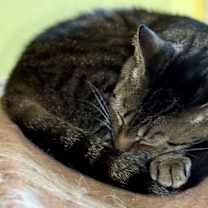 Thumbnail photo of Polly #4