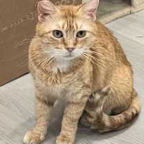 Thumbnail photo of MOMMA CAT (adopt w/Kiwi) #1