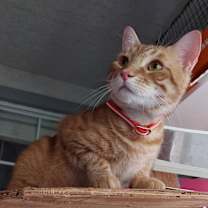 Thumbnail photo of Marv #1