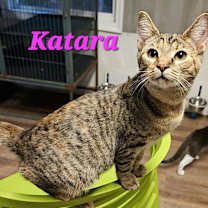 Thumbnail photo of Katara #1