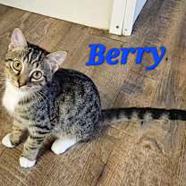 Thumbnail photo of Berry #1