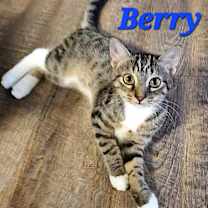Thumbnail photo of Berry #2
