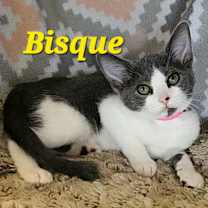 Thumbnail photo of Bisque #1