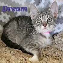 Thumbnail photo of Dream #1